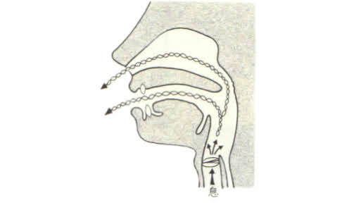 発声　共鳴