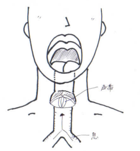 声帯正面