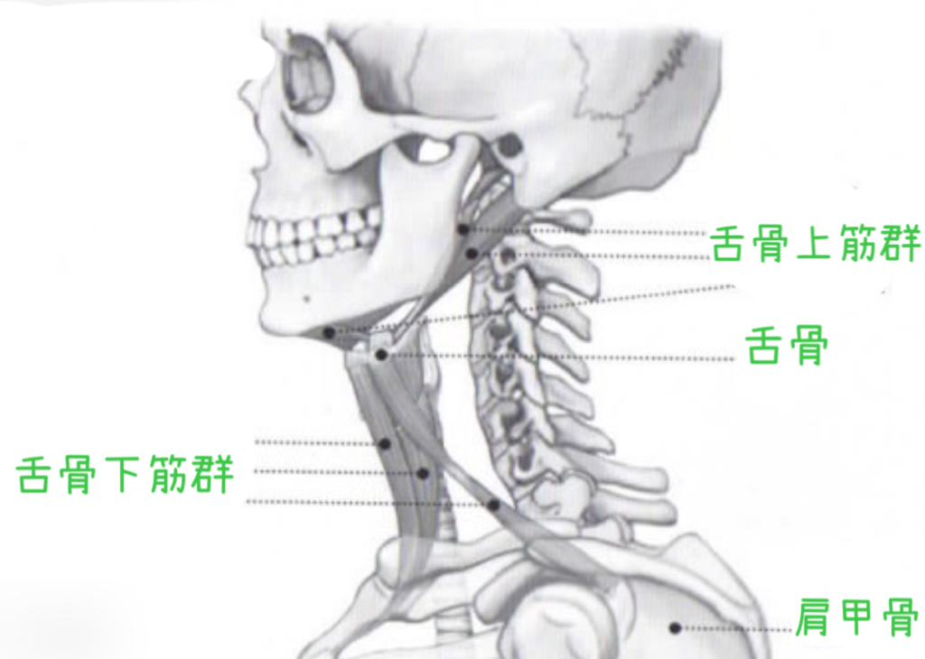 声　ストレッチ2